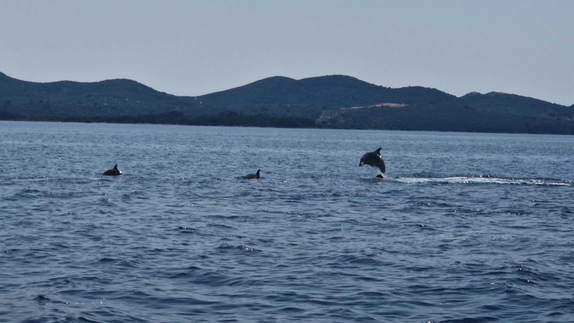 Apartment Zrmanja (Dalmatia Infinity)