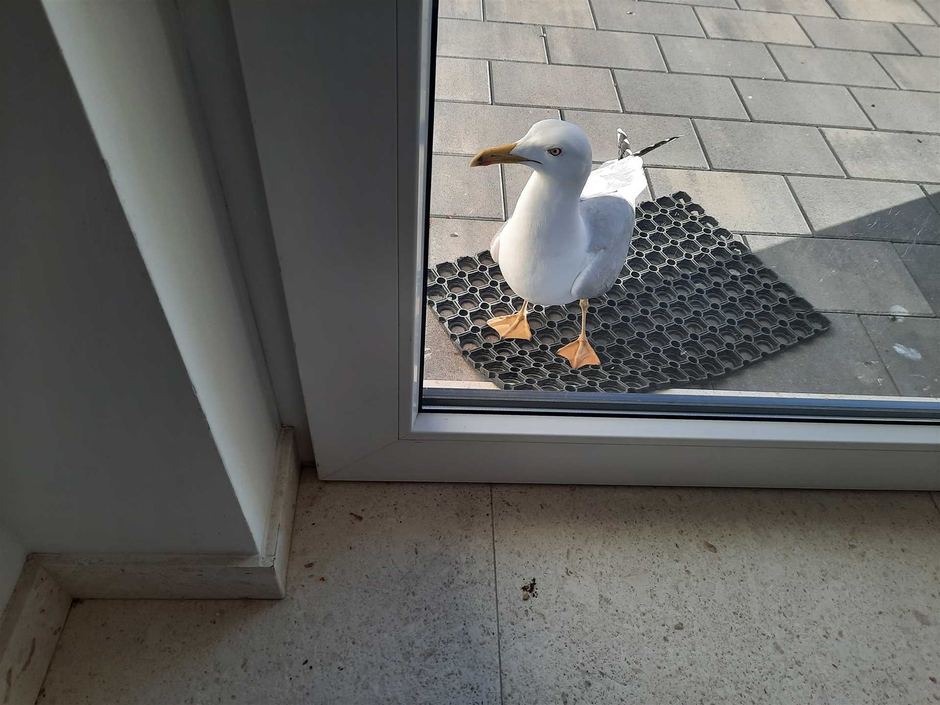 Studio apartman Zadar s vrtom