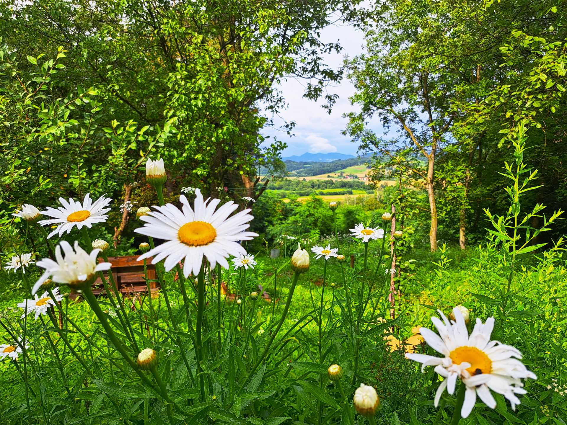 Kokotova hiža kuća za odmor sa četiri drvena objekta, roštilj, jaccuzi