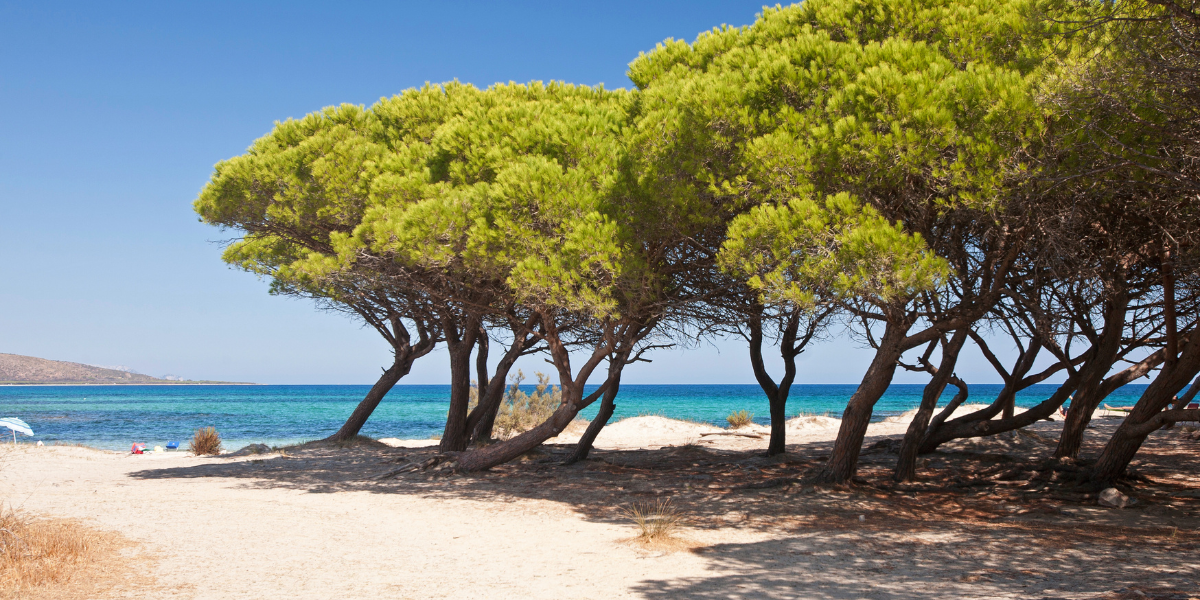Idealne plaže za sve koji se ne vole pržiti na suncu: Evo gdje pronaći najviše borove šume